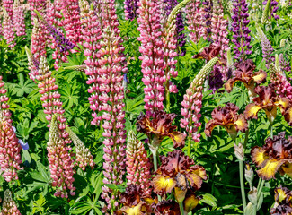 USA, Oregon. Garden in full bloom with bearded iris and Russell lupine.