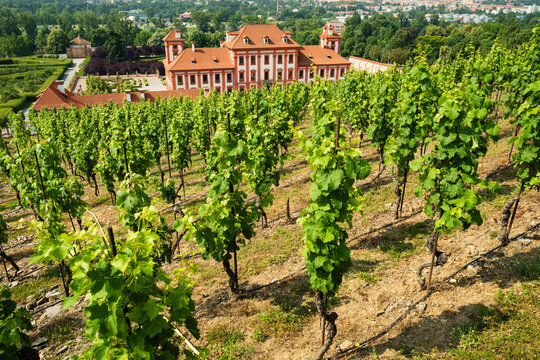 Vinice Svate Klary / St. Claire's Vineyard with Chateau Troja in the background,Prague, Czech Republic