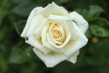 Fragrant cream rose with drops of morning dew.
