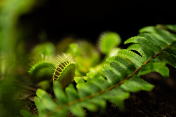 Venus flytrap (Dionaea muscipula) carnivorous plant growing together with fern