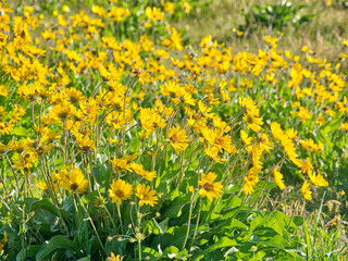Obraz premium USA, Oregon. Columbia George, arrowleaf balsamroot in Spring bloom,