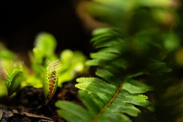 Venus flytrap (Dionaea muscipula) carnivorous plant growing together with fern