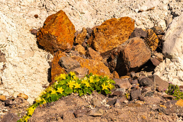 USA, Texas, Big Bend National Park. Rock nettles blooming.