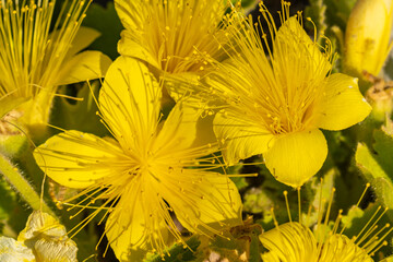 USA, Texas, Big Bend National Park. Rock nettle flowers.