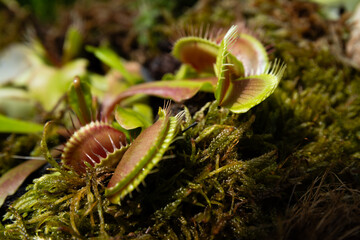 Closeup of Venus flytrap (Dionaea muscipula) carnivorous plant growing on moss