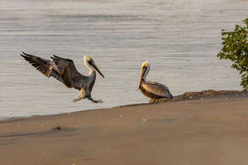 USA, Texas, Cameron County. Rio Grande, brown pelican.
