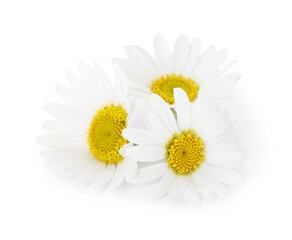 Three beautiful chamomile flowers isolated on white