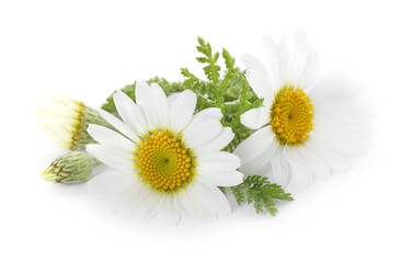 Fototapeta premium Beautiful fresh chamomile flowers isolated on white
