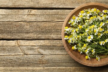 Fresh chamomile flowers in bowl on wooden table, top view. Space for text