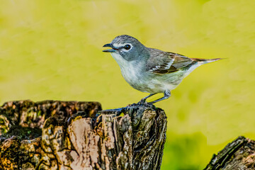 USA, Texas, Aransas County. Plumbeous vireo foraging