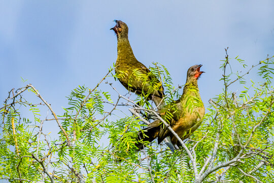USA, Texas, Hidalgo County. Edinburg Scenic Wetlands and World Birding Center, plain chachalaca calling from mesquite tree