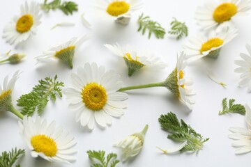 Beautiful chamomile flowers and green leaves on white background, closeup