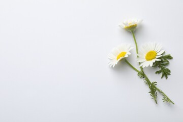 Obraz premium Beautiful chamomile flowers on white background, flat lay. Space for text