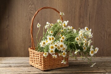 Beautiful chamomile flowers in wicker basket on wooden table