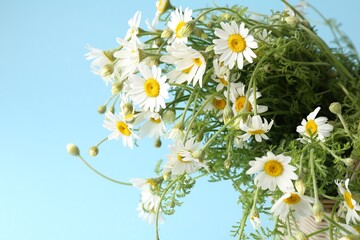 Beautiful chamomile flowers in basket on light blue background, closeup. Space for text
