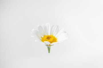 Beautiful chamomile flower bud on white background