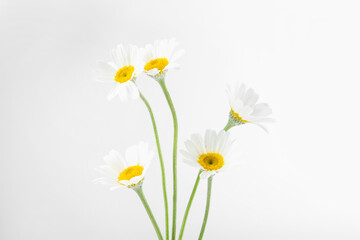Many beautiful chamomile flowers on white background
