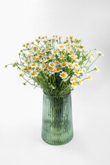 Beautiful chamomile flowers in vase on white background