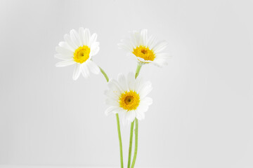 Three beautiful chamomile flowers on white background