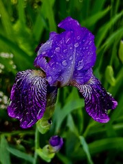 purple iris flower
