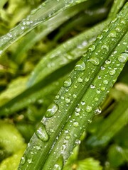 water drops on a green leaf