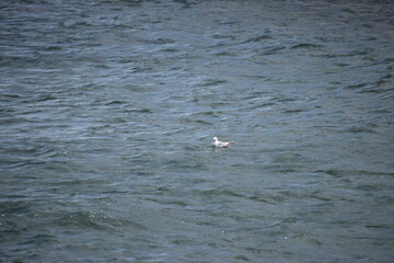 seagull on the sea
