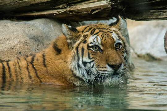 USA, Utah. Hogle Zoo, captive Siberian tiger in pool.