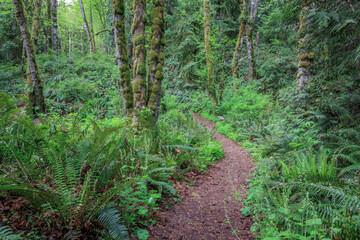 USA, Washington State, Silverdale. Trail through Anderson Landing Preserve.