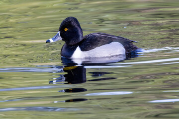 USA, Washington State, Sammamish. Ring-necked diving duck.