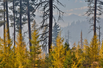 USA, Washington State. Larch trees in autumn color Loup Loup State Forest along Highway 20 with smoke in the air from controlled burn