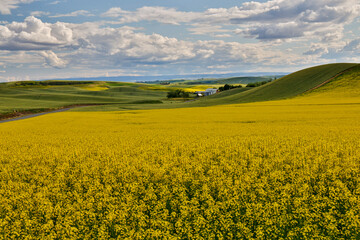 USA, Washington State, Palouse. Canola fields