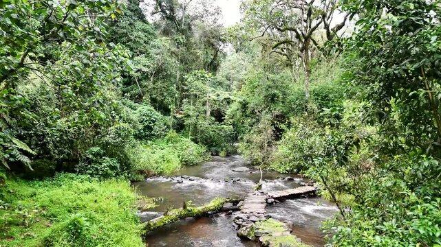 Drone flight over a winding river in Kenya Mau Forest near Kericho revealing dense rainforest canopy