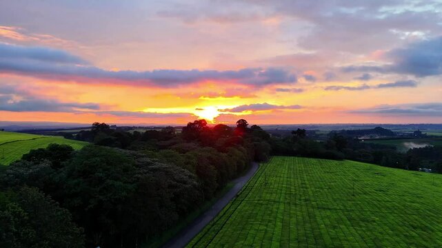 Sunset light bathing the rolling tea plantations of Kericho, Kenya