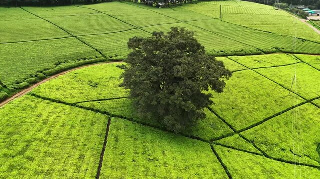 Circulating drone shot capturinng a lone tree standing in the center of a vibrant tea plantation