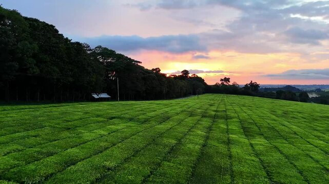 Drone view capturing the warm sunset light sweeping across the lush tea plantations of Kericho