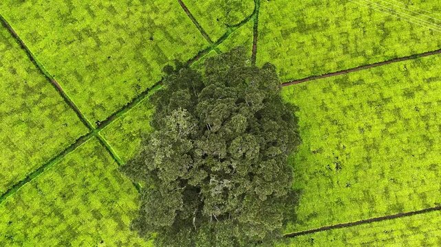Top-down drone view over a lush tea plantation in Kericho, Kenya, highlighting a vivid green field
