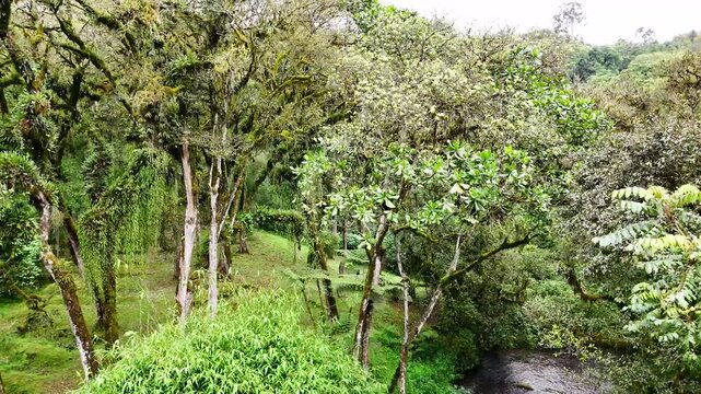 Rising drone shot revealing the dense canopy of Mau Forest in Kericho, Kenya