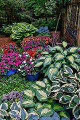 USA, Washington State, Sammamish. Garden with hosta and impatiens in late spring time bloom