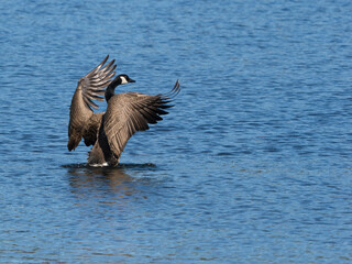 Washington State, Juanita Bay Park. Canada goose raising up in the blue water flapping wings