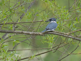 Fototapeta premium Washington State, Juanita Bay Park. Belted kingfisher at rest on tree limb