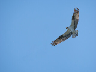 Washington State, Juanita Bay Park. Osprey gliding over water searching for a fish