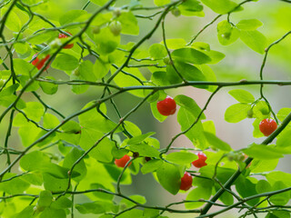 Washington State, Tiger Mountain. Red huckleberry bush with ripe red berries.