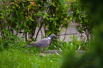 grzywacz na trawie © Piotr