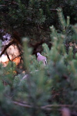 Grzywacz wśród gałęzi sosny