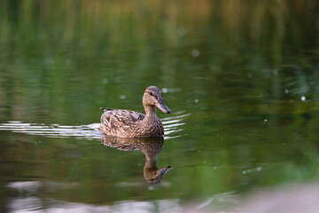 Samica krzyżówki na wodzie