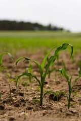 młoda kukurydza na polu