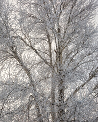 USA, Wyoming, Grand Teton National Park, Jackson. Frosty aspen tree in early morning