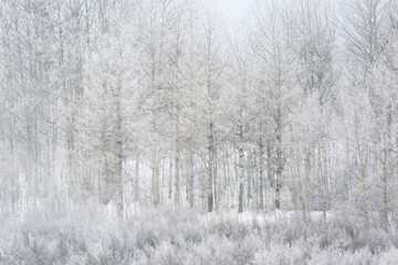 Fototapeta premium USA, Wyoming, Jackson. Grand Teton National Park, Frosty, foggy close-up of aspen trees at Oxbow Bend