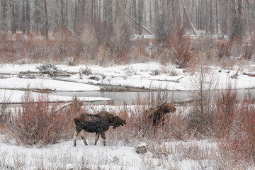 USA, Wyoming, Jackson. Grand Teton National Park, Male and female moose browse on willows at Gros...