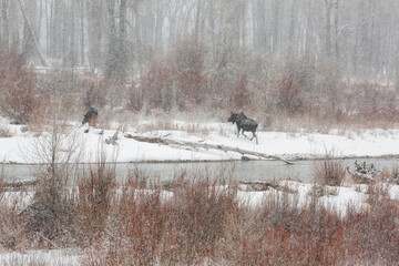 Obraz premium USA, Wyoming, Jackson. Grand Teton National Park, Male and female moose crossed the Gros Ventre River as snow falls